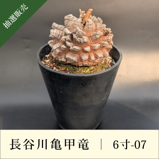 亀甲竜 – tagged 