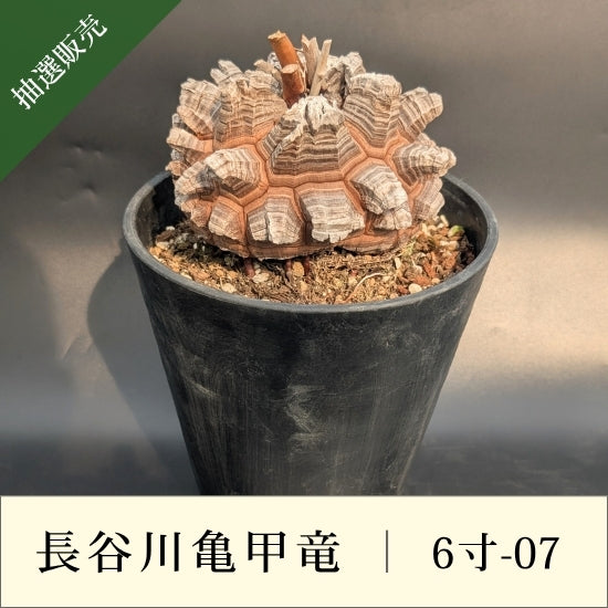 亀甲竜 6寸 品番：6寸-07