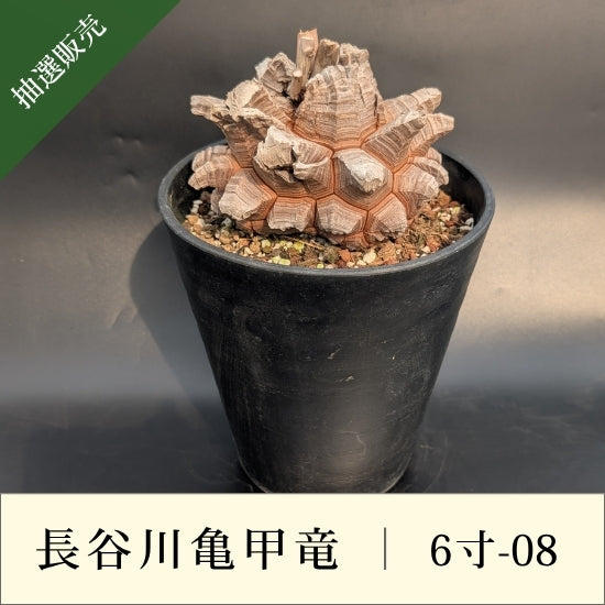 亀甲竜 6寸 品番：6寸-08