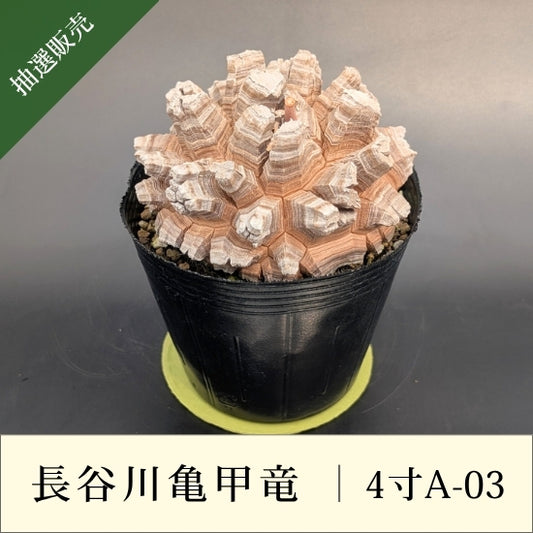 亀甲竜 4寸 品番：4寸A-03