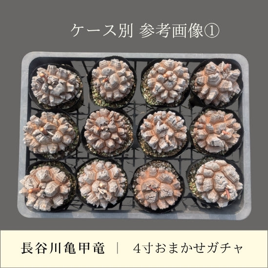 亀甲竜 4寸 おまかせガチャ 1鉢 – はせがわナーセリー
