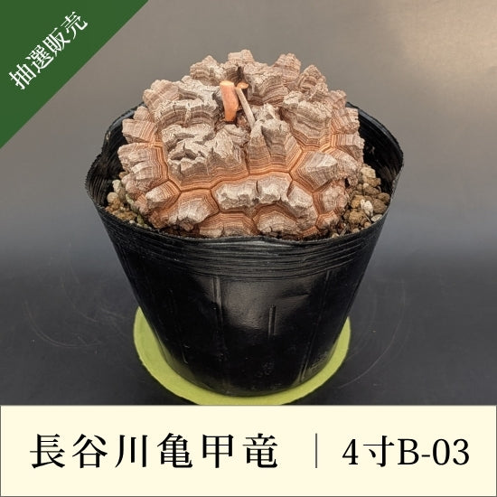 亀甲竜 4寸 品番：4寸B-03
