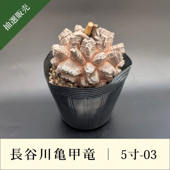 亀甲竜 5寸 品番：5寸-03
