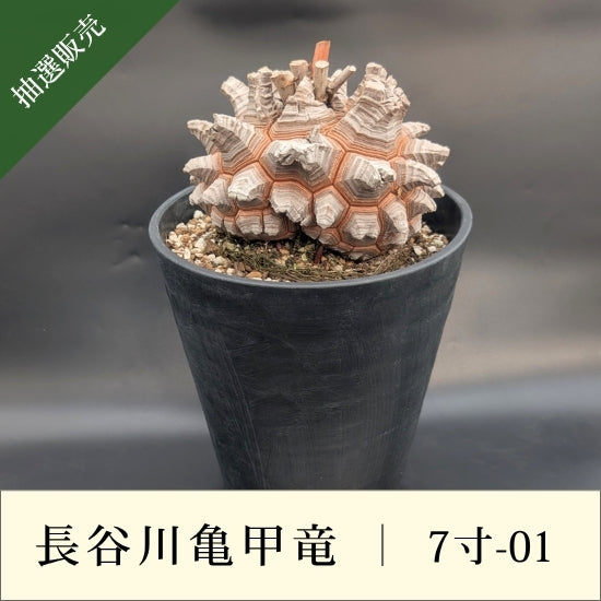 亀甲竜 7寸 品番：7寸-01