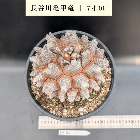 亀甲竜 7寸 品番：7寸-01 – はせがわナーセリー