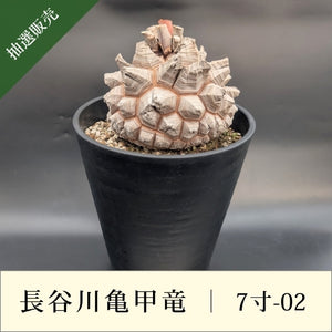 亀甲竜 7寸 品番：7寸-02 – はせがわナーセリー