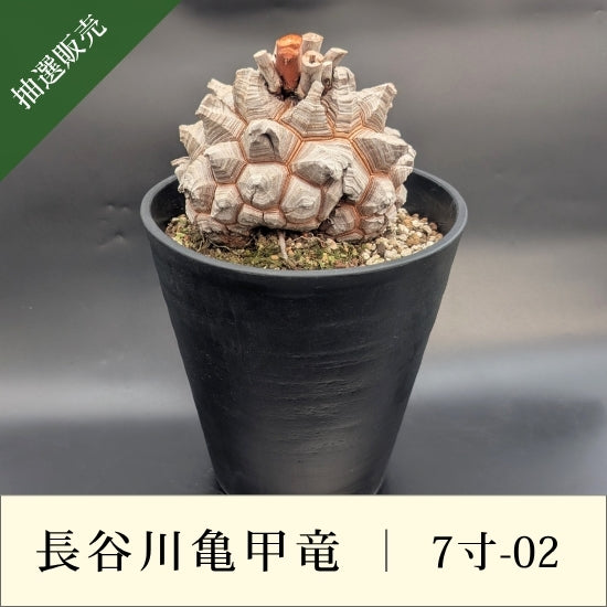 亀甲竜② 亀甲竜 7寸 品番：7寸-02 – はせがわナーセリー