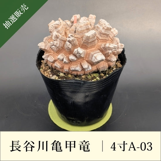 亀甲竜 4寸 品番：4寸A-03