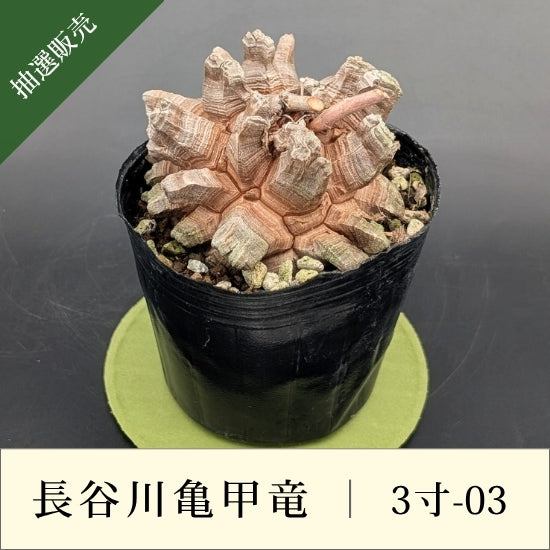 亀甲竜 3寸 品番：3寸-03