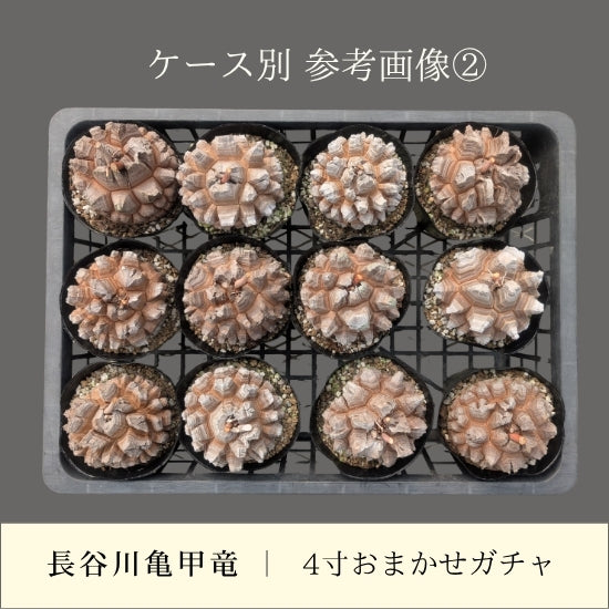 亀甲竜 4寸 おまかせガチャ 1鉢