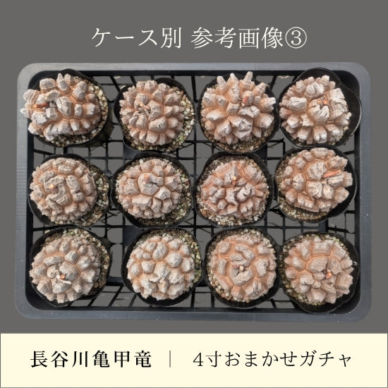 亀甲竜 4寸 おまかせガチャ 1鉢 – はせがわナーセリー