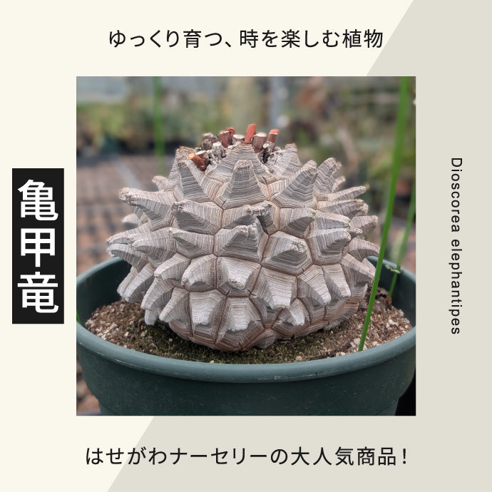 はせがわナーセリー